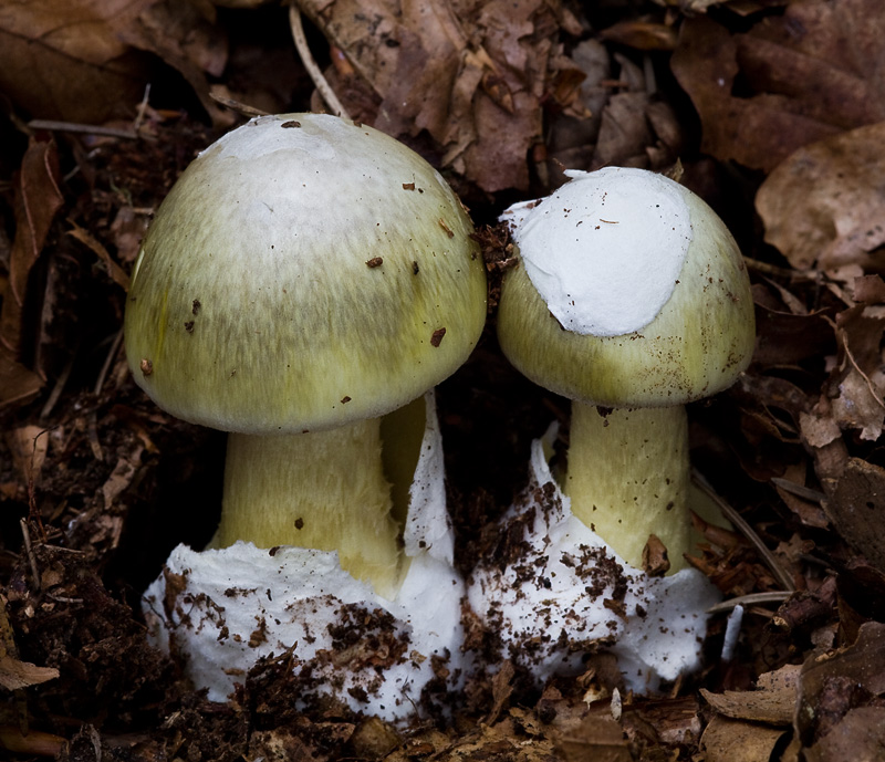 Amanita phalloides